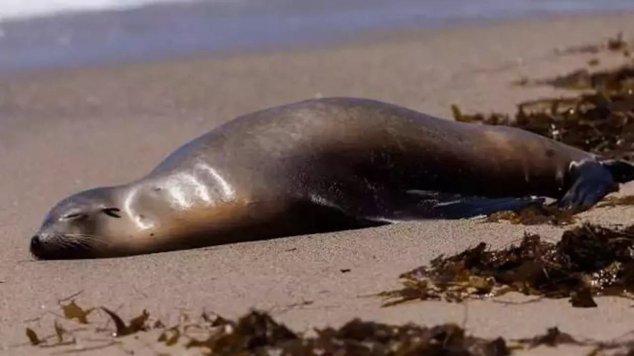 Arjantin'de kuş gribi onlarca denizaslanını öldürdü. İnsanlara bulaşır mı?