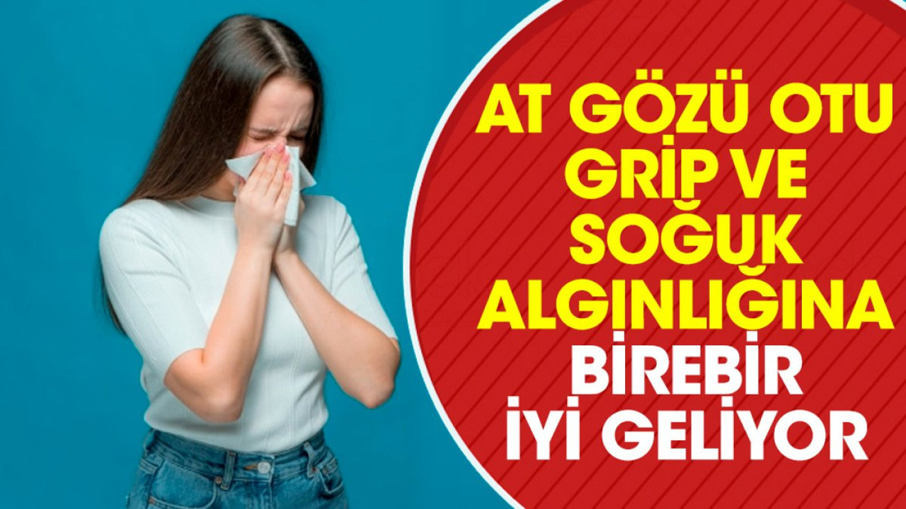 Grip ve soğuk algınlığına birebir iyi gelen bitki