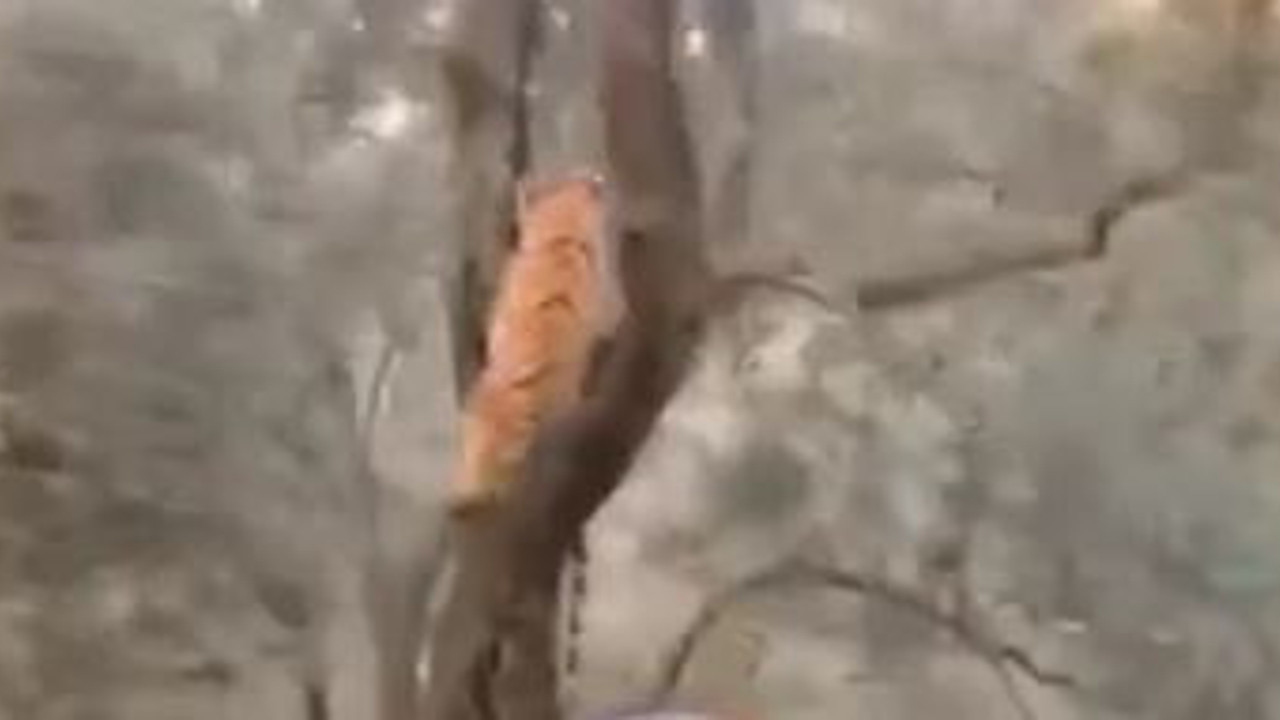 Aydın'da ağaçta kaplan görüldü iddiası. Türkiye yol geçen hanı olunca kim bilir kim getirdi