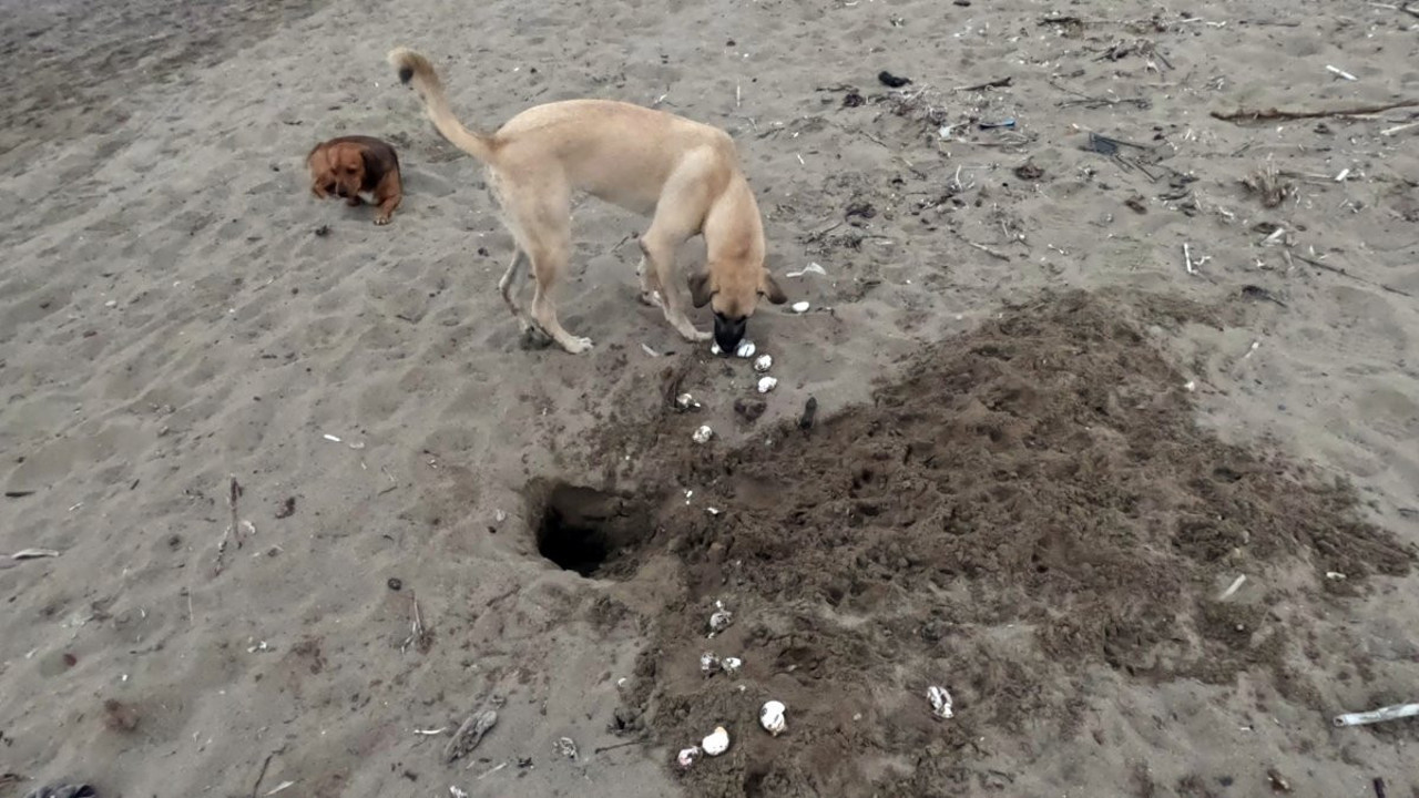Başıboş köpek soyu tükenmekte olan Caretta Carettaların yumurtalarına zarar verdi