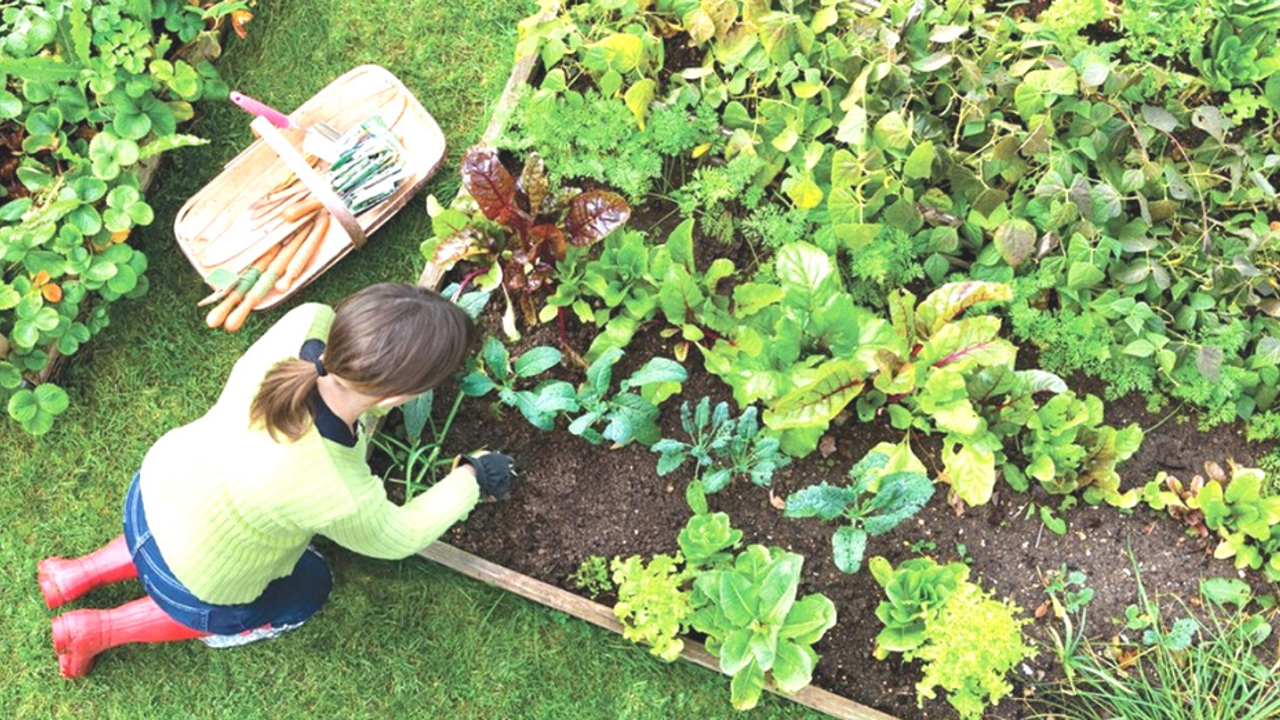 Araştırmalar bitkilerin acı çekip ağladığını ortaya koydu