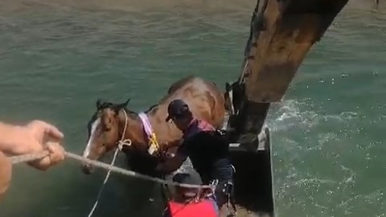 Batman'da serinlemek isteyen at su kanalına düştü
