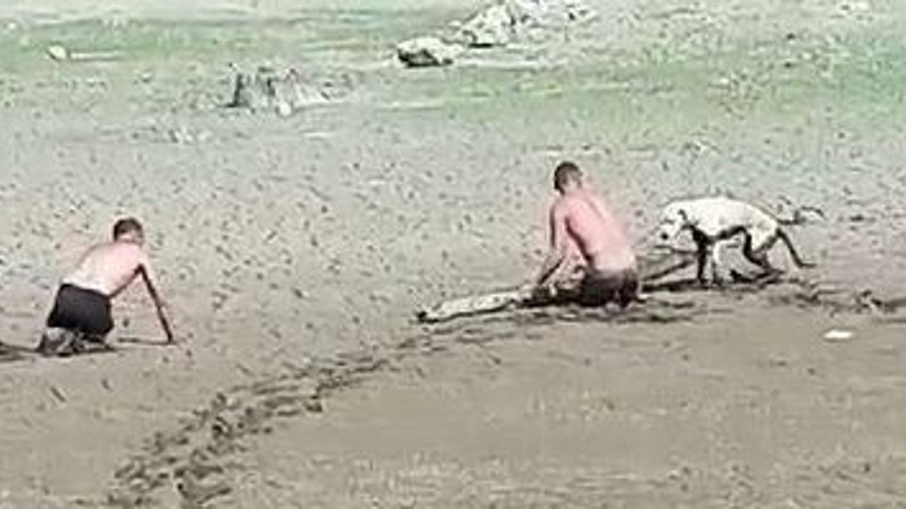 Baraj bataklığa dönüştü. Köpek saplandı