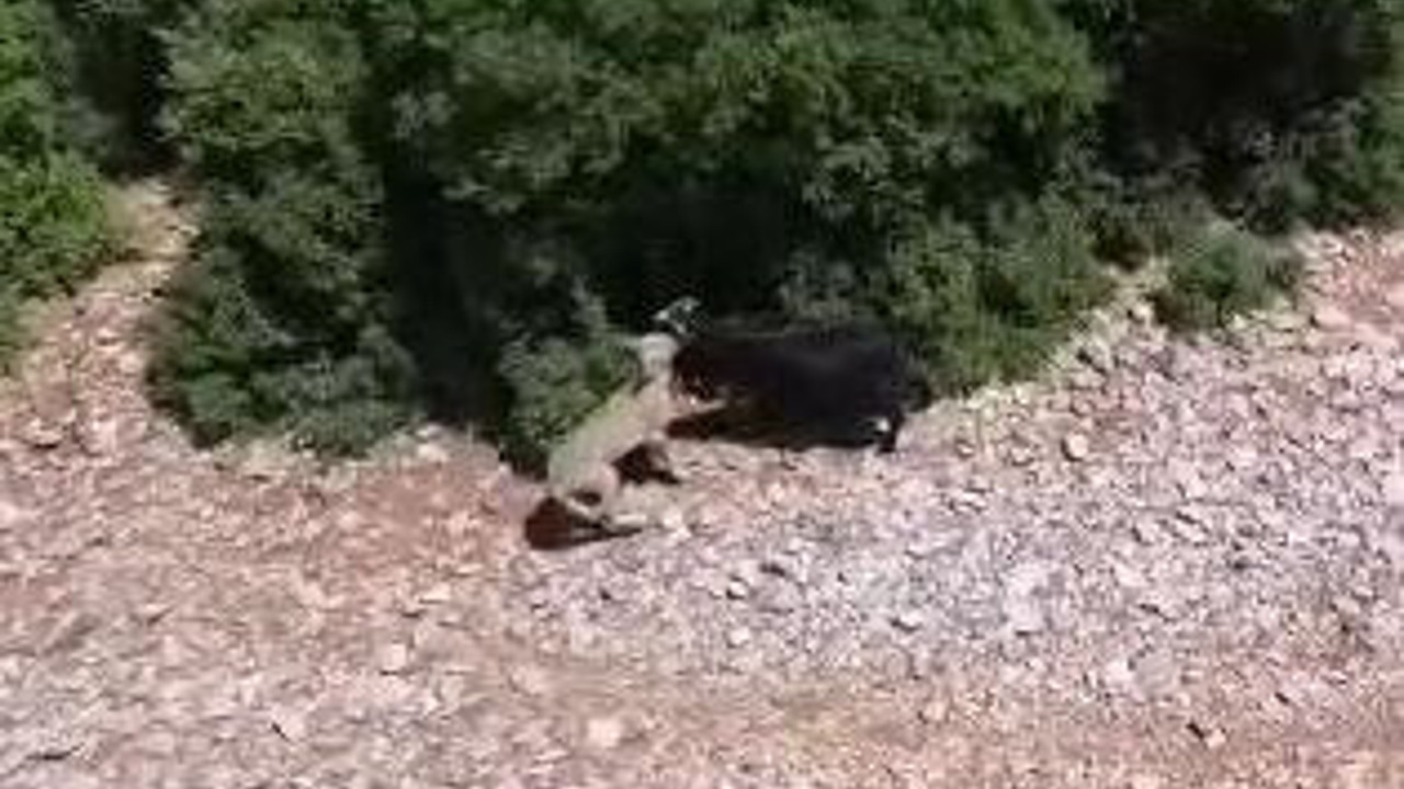 Çalıların arasında pusuya yattı koyunu tek hamlede yere serdi