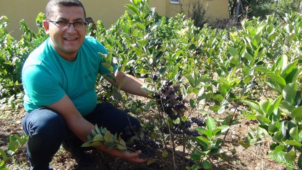 Türkiye'de ilk hasadı yapıldı tarlada 250 manavda 400 TL