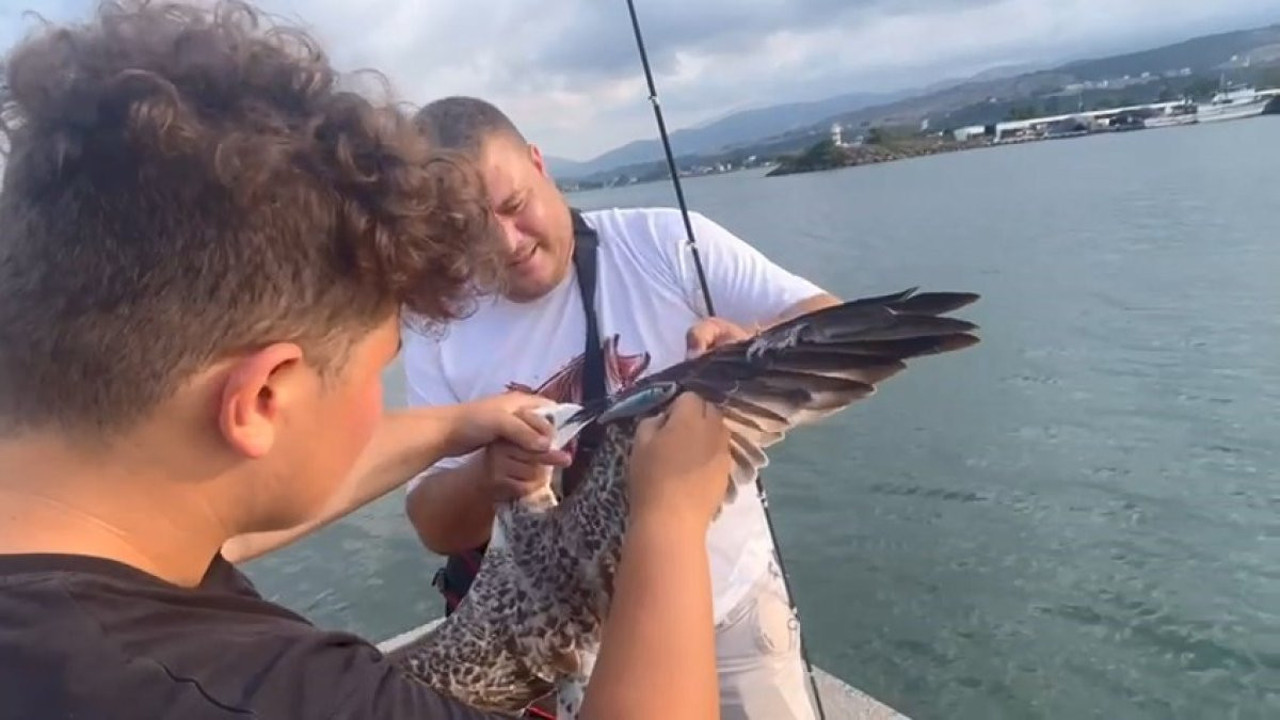 Balıkçıların oltasına bu kez balık değil martı takıldı