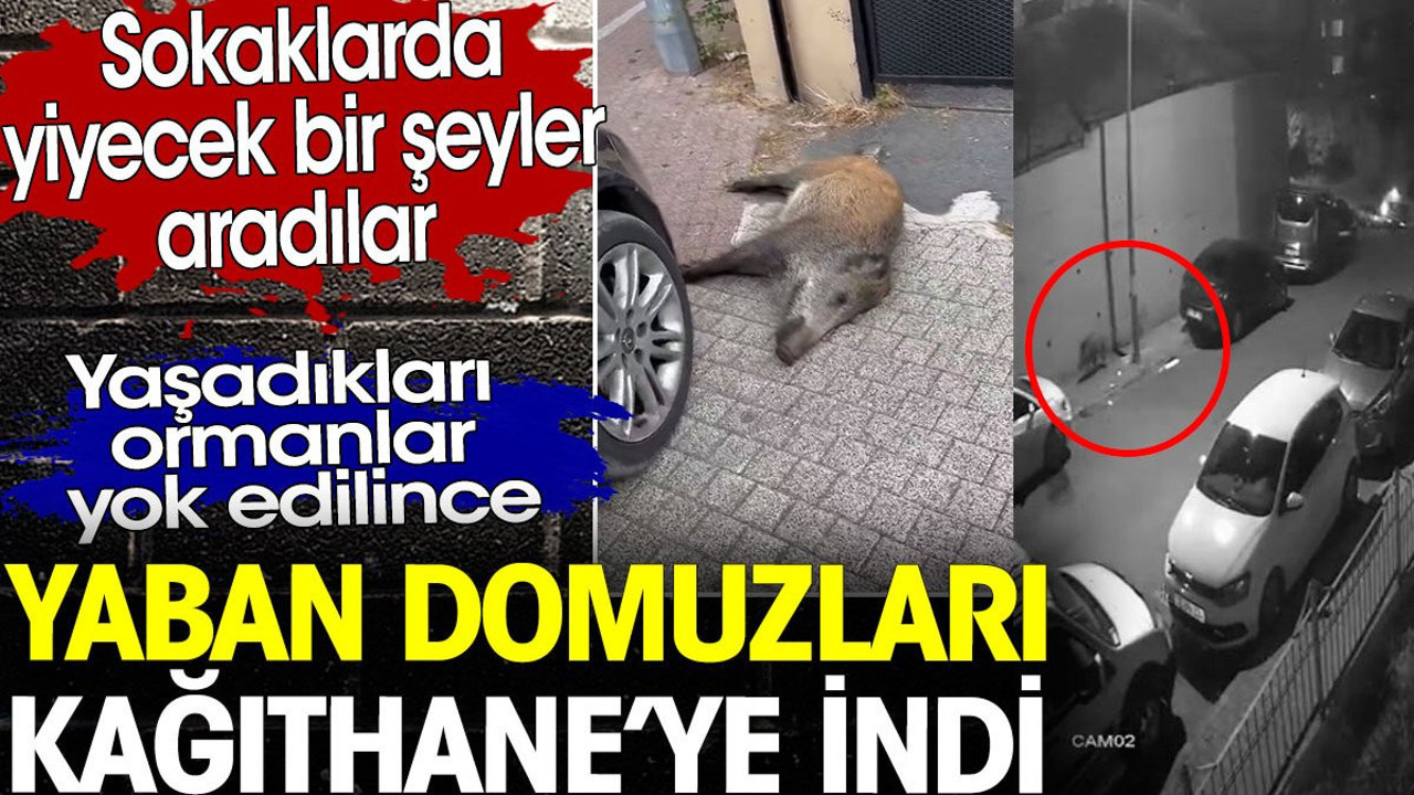Yaban domuzları ormanlar yok edilince Kağıthane’ye indi. Sokaklarda yiyecek aradılar