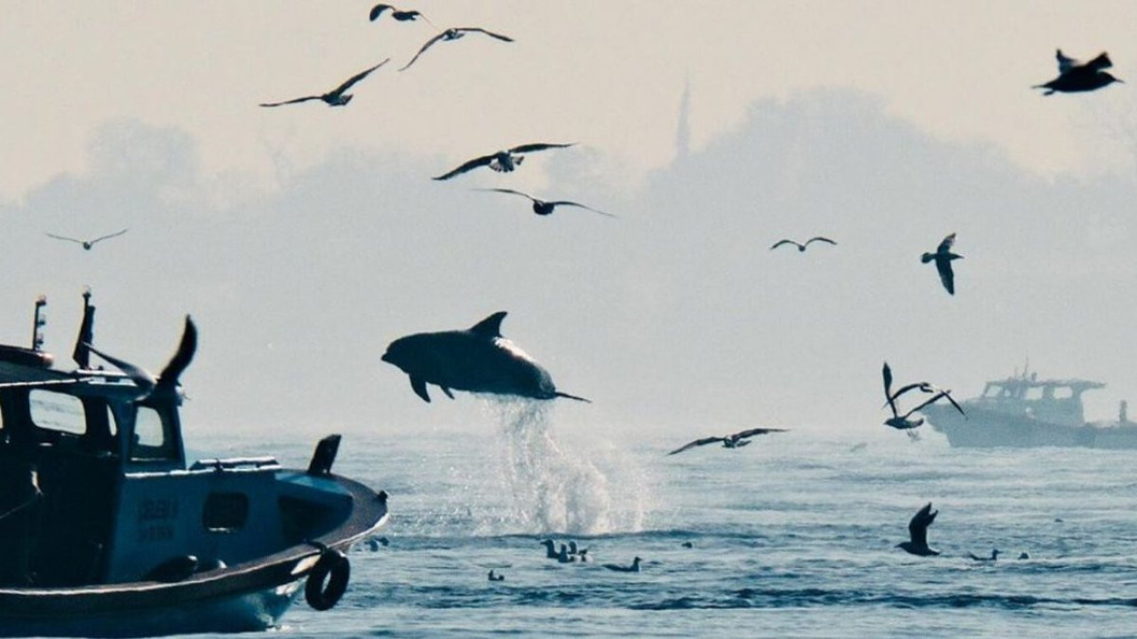 İstanbul Boğazı'nda yunusların dansı: Renkli görüntüler oluşturdu