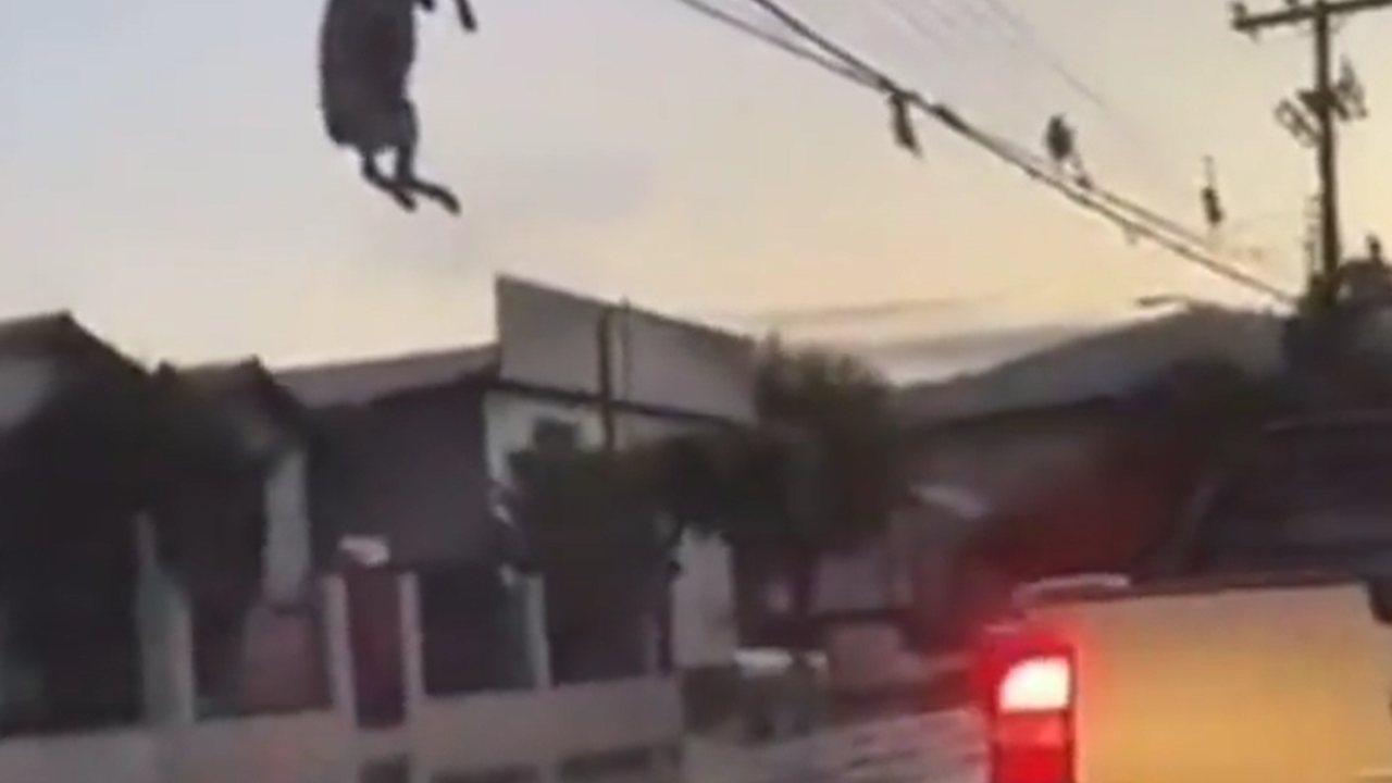 Fırtına çıktı koç elektrik tellerinde ölü bulundu