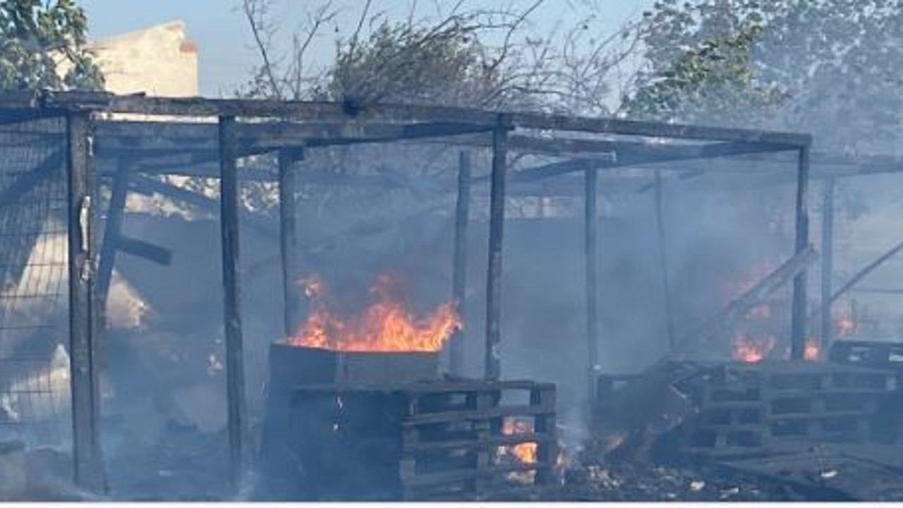 Av köpekleri ölümden döndü