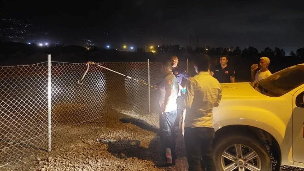 Hatay'da boynuzlu engerek yılanı görüldü. Nesli tehlike altında