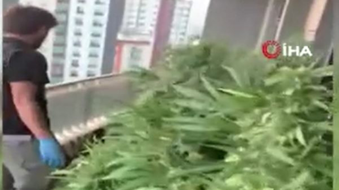 Esrar hasadına polis baskını