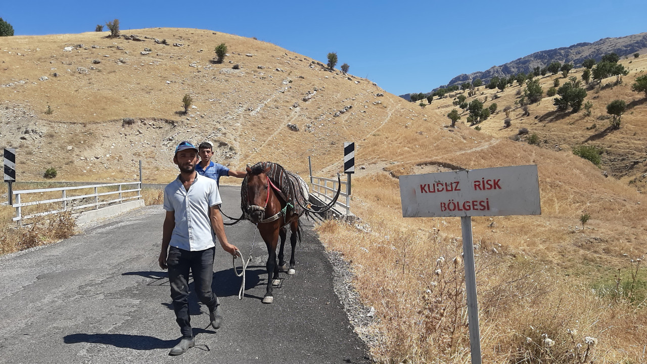 At sahibini ısırdı koca köy karantinada