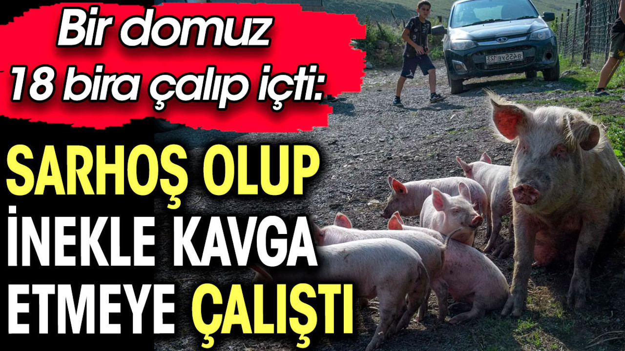 Bir domuz 18 bira çalıp içti: Sarhoş olup inekle kavga etmeye çalıştı