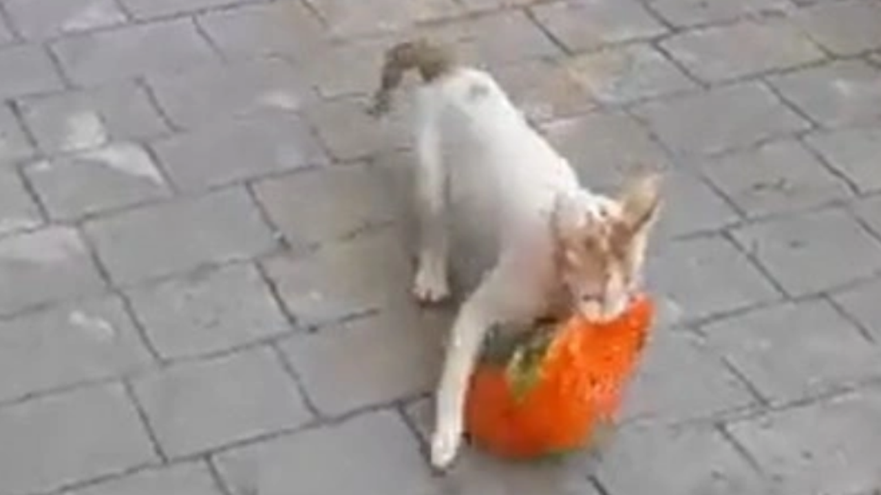 Hamile kedi yavrularına marketten tavuk çaldı