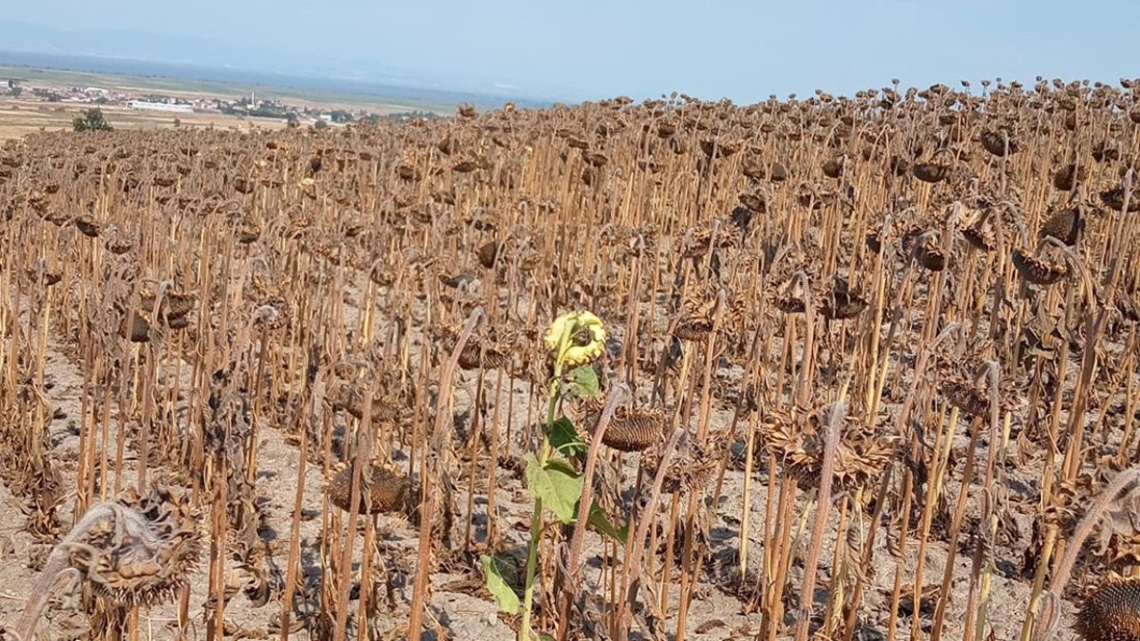 Kuraklık ayçiçeğini de vurdu