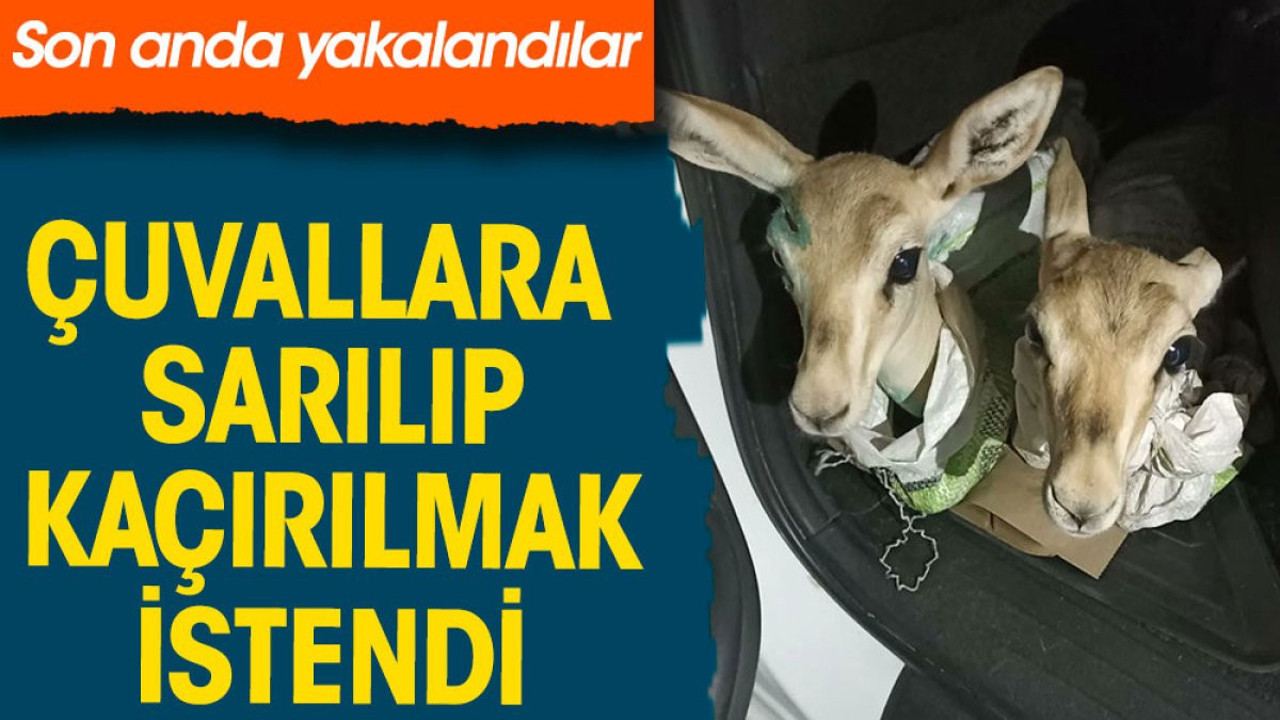 Çuvallara sarıp kaçırılmak istendi. Son anda yakalandılar