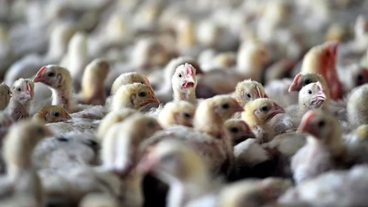 Kuş gribi alarmı. 115 bin hayvan itlaf edilecek