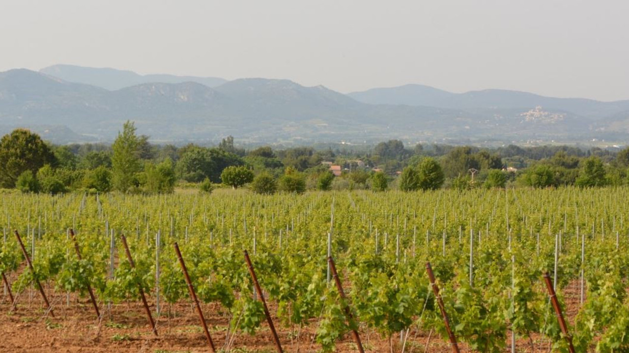 Toros Dağları'nda yetişiyor 40 bin dekarda 35 ton üretildi. 35 köyün geçimini sağlıyor hasadı başladı