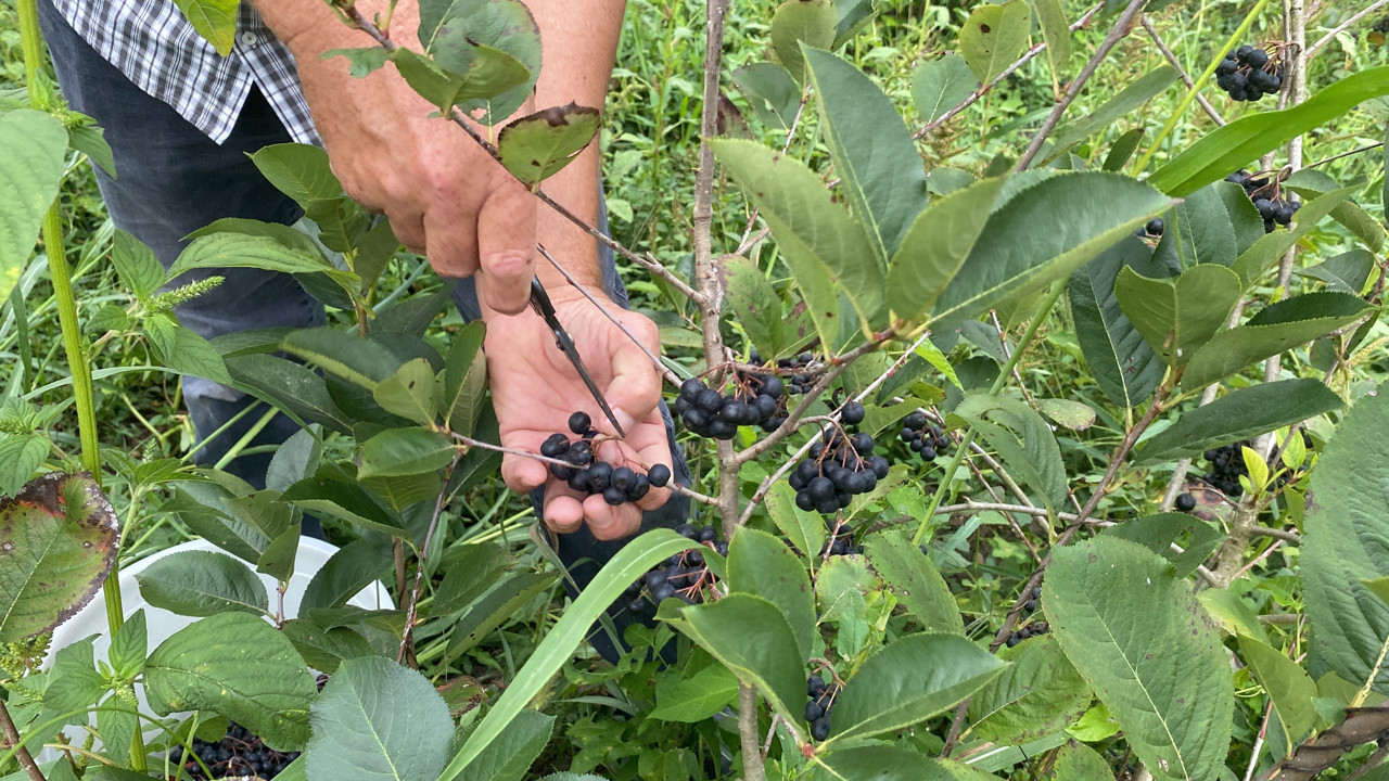 Fındığa alternatif dikti ilk hasadını yaptı. Bağışıklığı zımba gibi yapıyor kilosu 250 TL