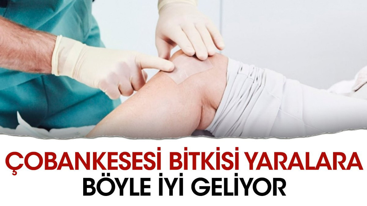 Yaralara iyi gele mucize ot