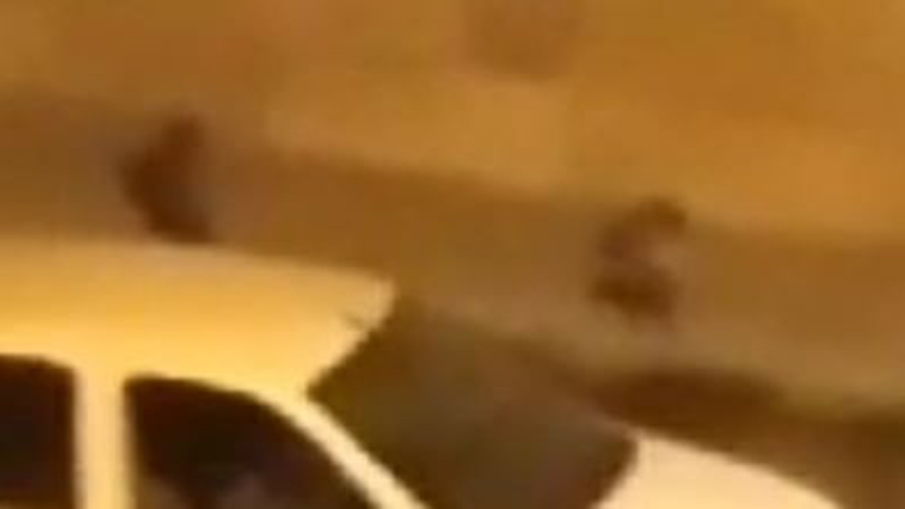 Açlık tilkilerin bile yolunu şaşırttı