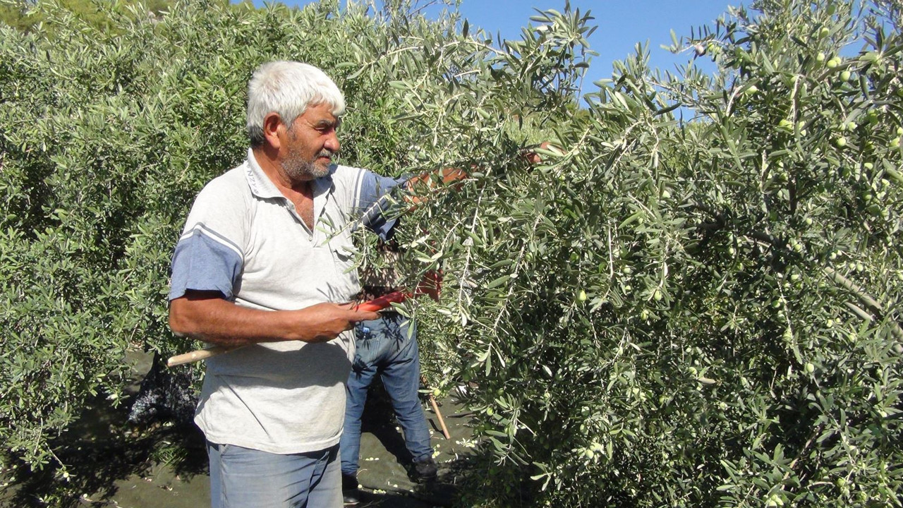 Tarlada kilosu 30 markette 239 TL. Hasadı başladı çiftçi geçen yılı mumla arıyor