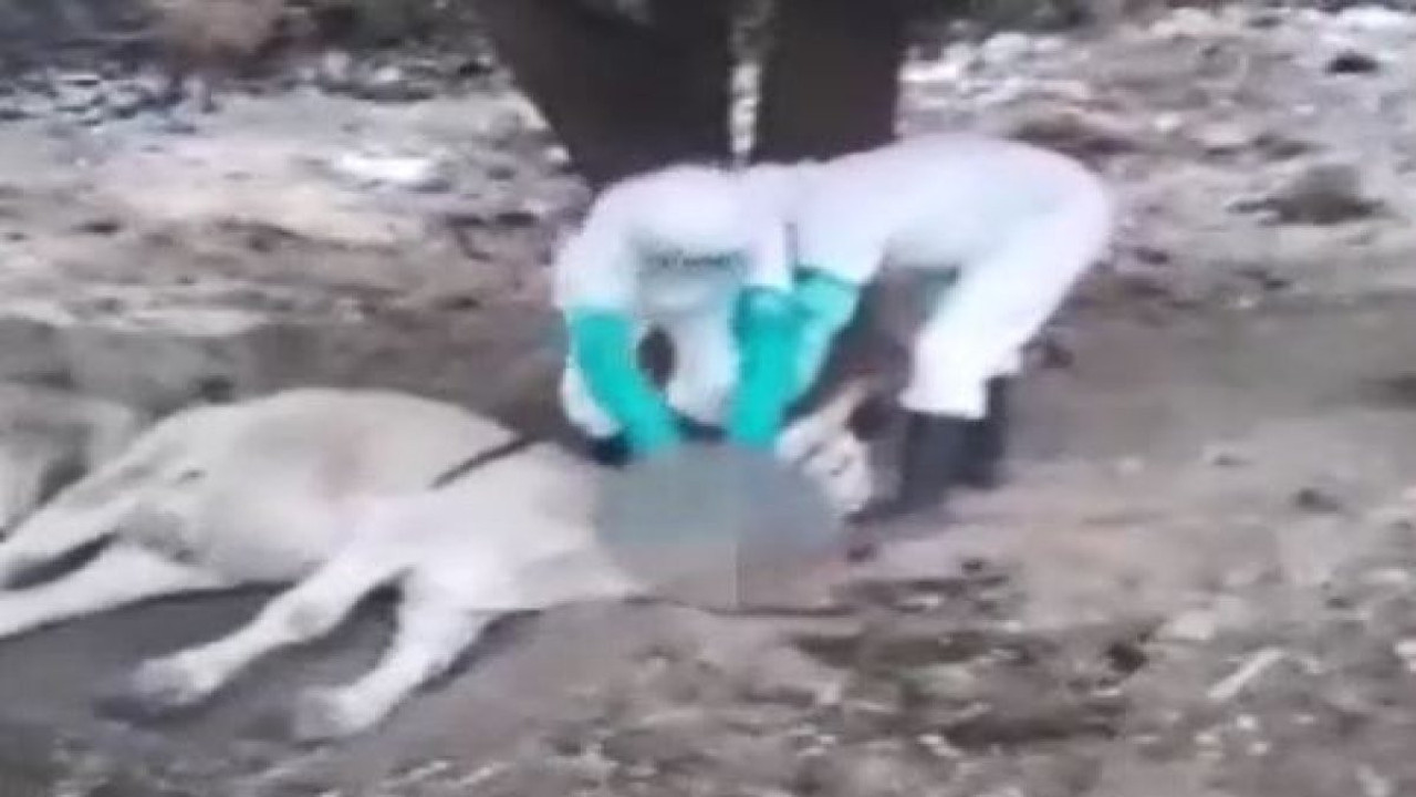 Diyarbakır’da korkulan oldu. Dev çiftlik karantinada. Kimse yanından bile geçemiyor