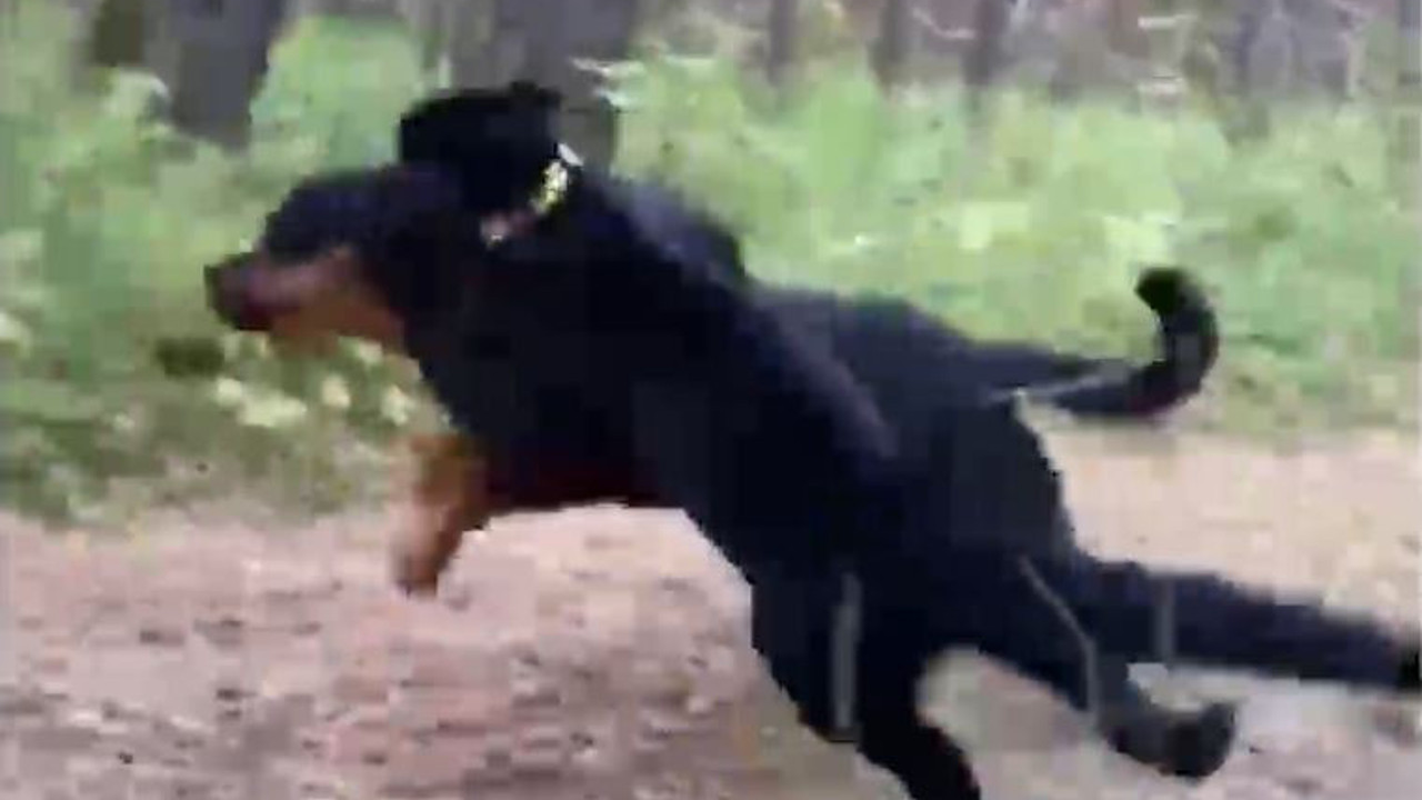 Çalıların arasında buldu köpek yavrusu diye besledi büyüyünce şaşkına döndü