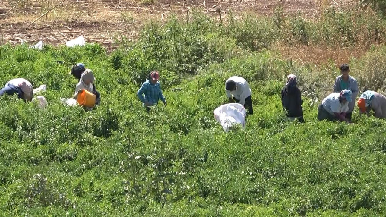 Çete bayramında ekiliyor çiftçi toplamaya yetişemiyor. Sofraların vazgeçilmezini çiftçi 15 dönüme ekti