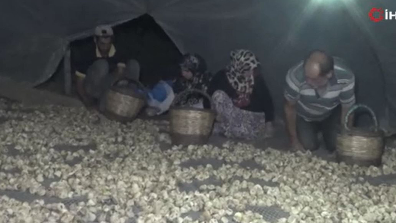 Dağlardan toplanıyor kilosu 140 TL'ye satılıyor. Altın meyvenin hasadı sürüyor