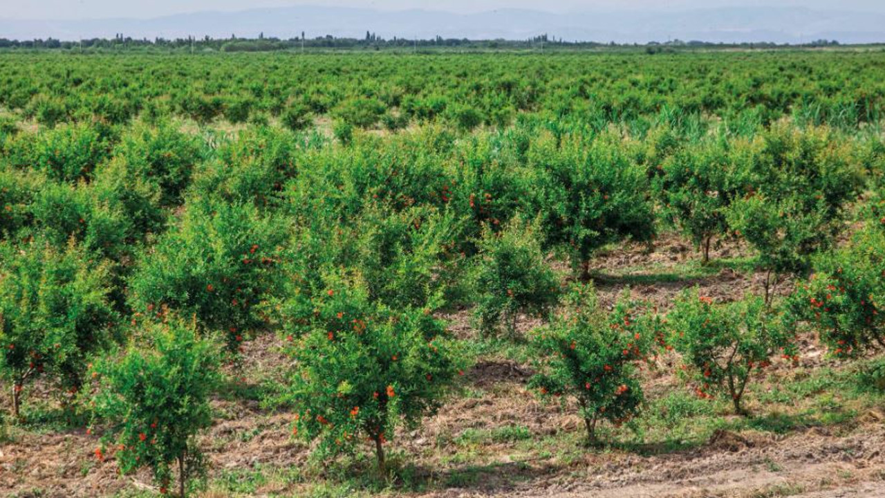 Kanserin baş düşmanında hasat 20 gün rötar yaptı. Eczane gibi meyve çiftçinin yüzünü güldürdü