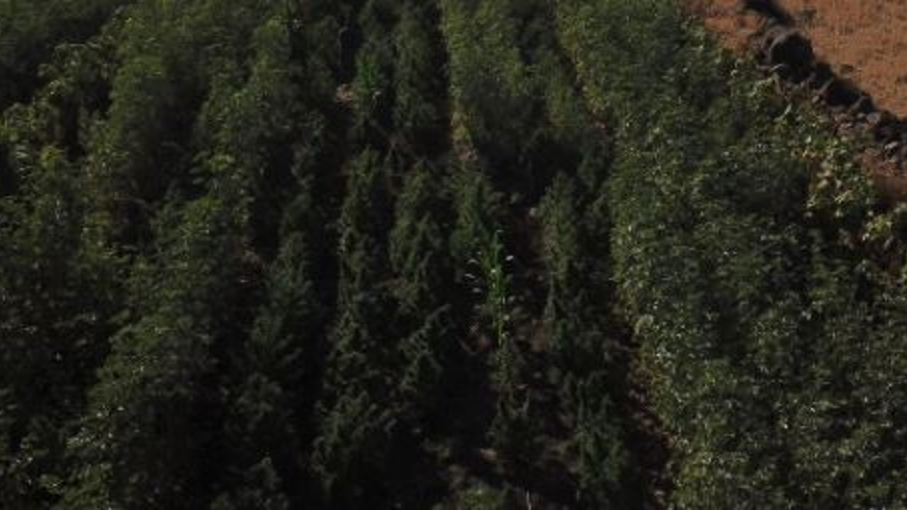 Bamya tarlasında yetiştirdi jandarma hepsini söktü