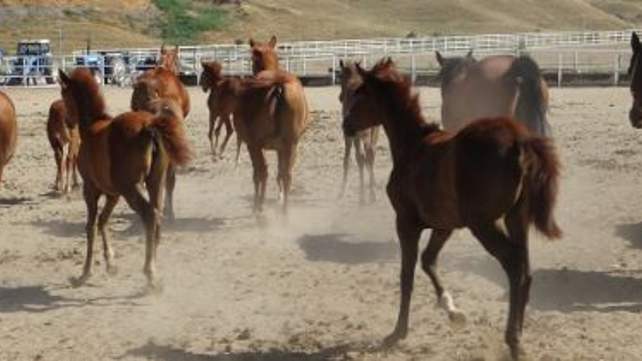 Yarış tayları 26 gün sonra açık artırmada