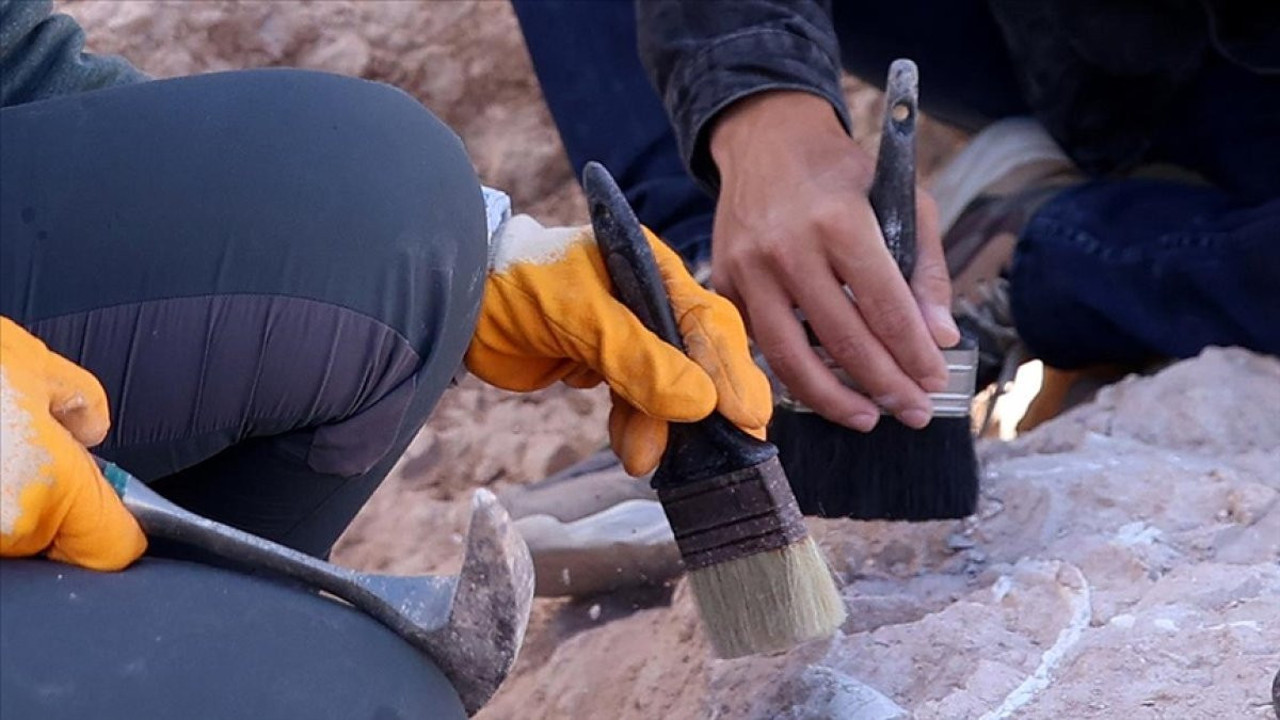 Dünyanın en eski ahşabı keşfedildi