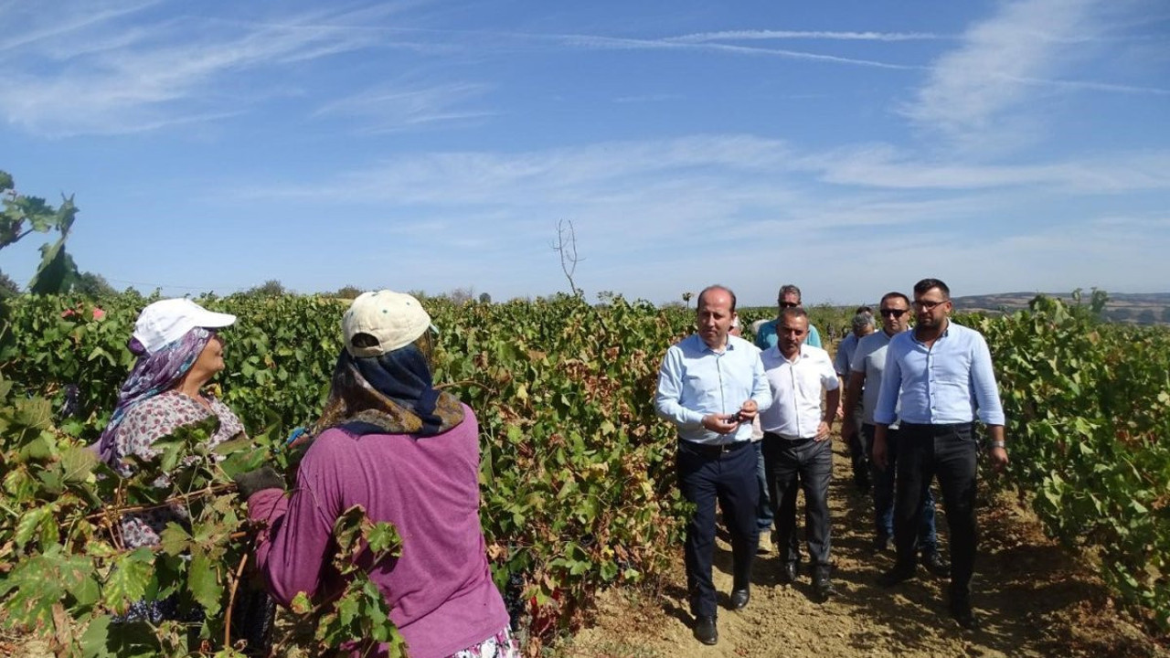 Üzümde rekolte kaybı yaşandı
