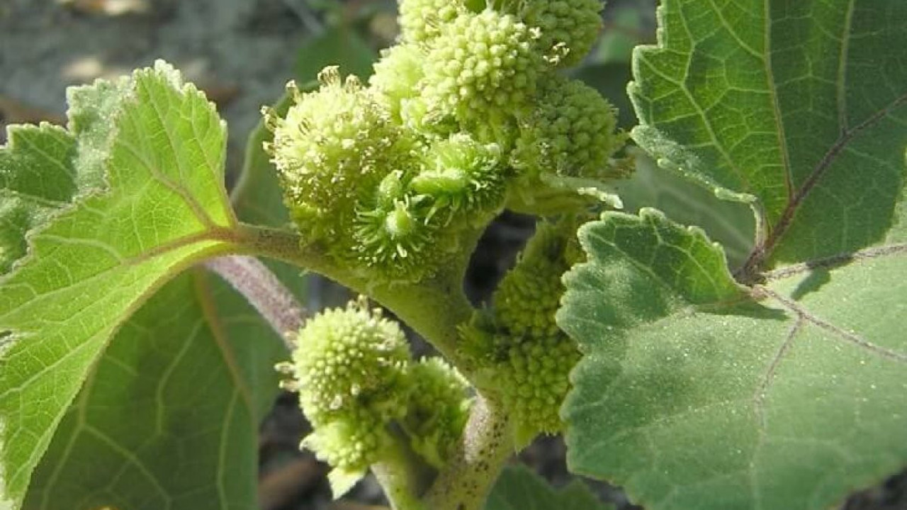 Kolan kanseri ve kalp damar hastalıklarına iyi gelen ot ortaya çıktı