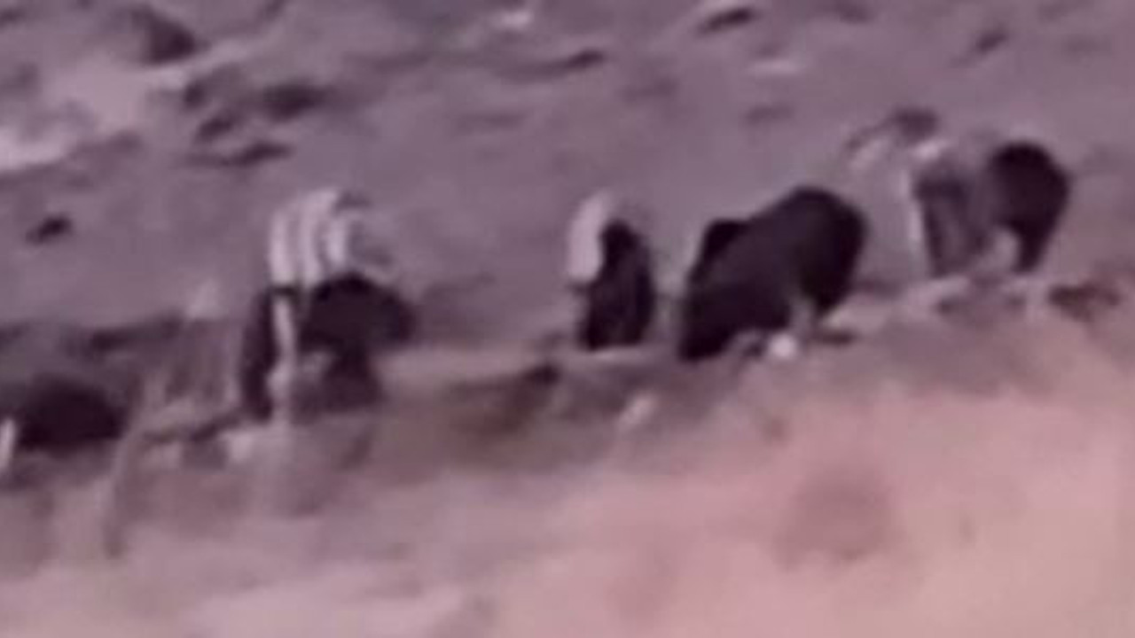 Sürü halinde geldiler koyunlar kaçacak delik bulamadı. ziyafet çektiler