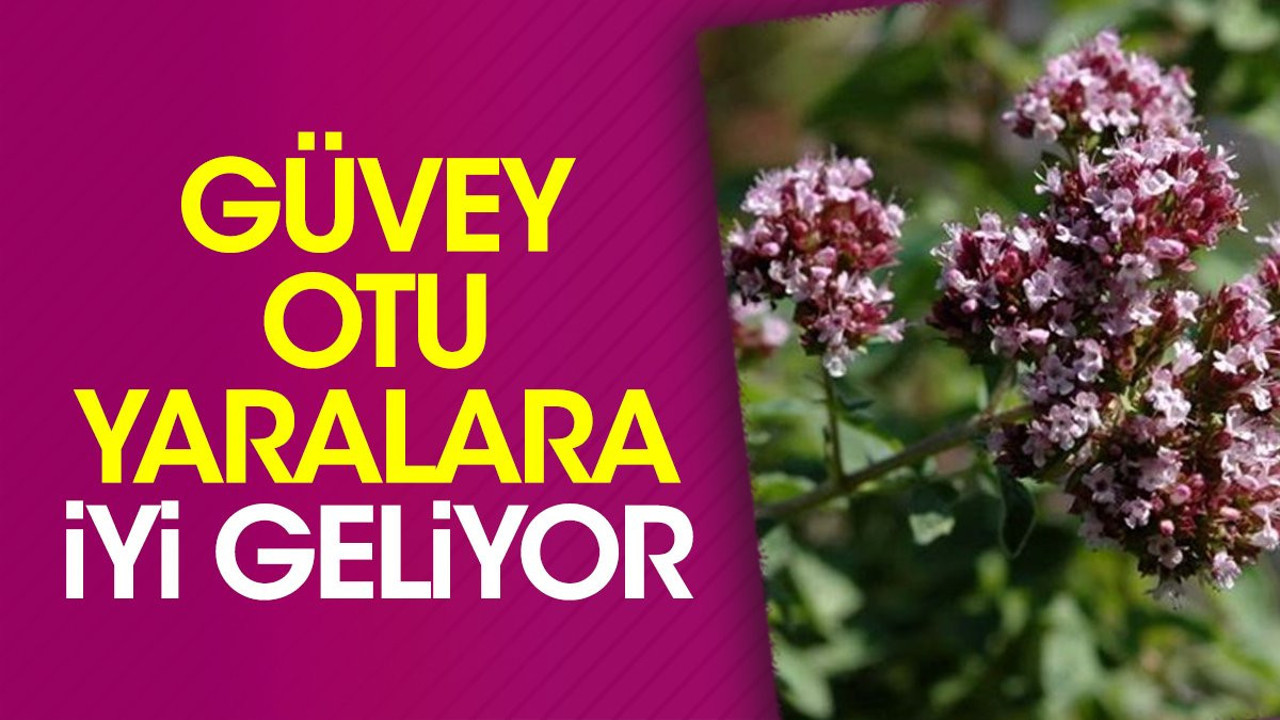 Yaralara iyi gelen mucize otun faydaları dikkat çekti