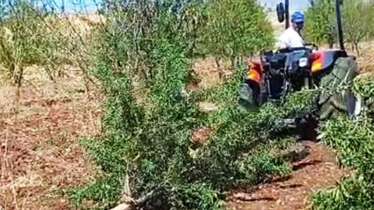 Çiftçi canından bezdi meyve ağaçlarını kökünden söktü. 300 gramı geçen sene 34.5 TL'ydi bu sene 48 TL