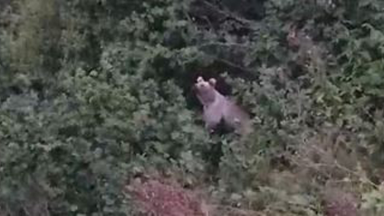 Fındık yiyen ayıya söyledikleri güldürdü