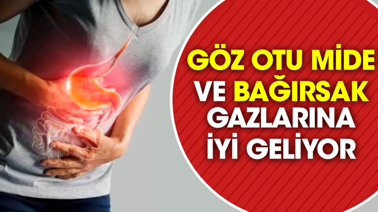 Mide ve bağırsak gazlarına iyi gelen ot (25 Eylül 2023)