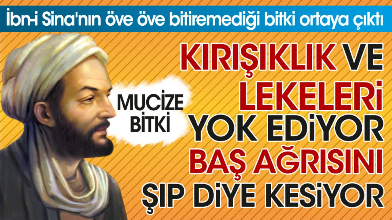 İbn-i Sina'nın öve öve bitiremediği bitki ortaya çıktı. Kırışıklık ve lekeleri yok ediyor. Baş ağrısını şıp diye kesiyor