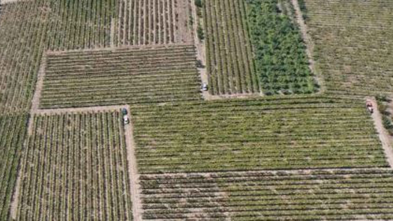 Tescilli meyvenin hasadı sürüyor kilosu 55 TL. Kansere kalkan oluyor