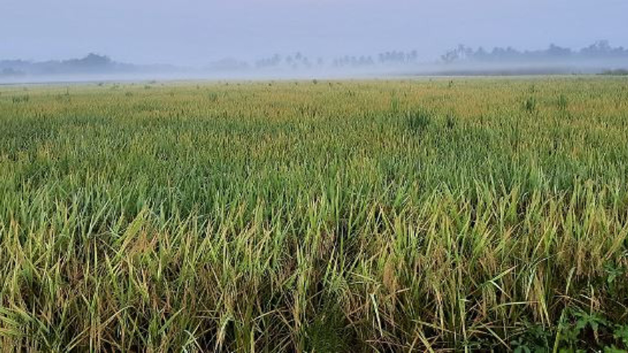 Lifleriyle kanseri durduruyor vücuda yakıt pompalıyor. Hasadı başladı geçen sene kilosu 40 TL’ydi bu sene 70 TL