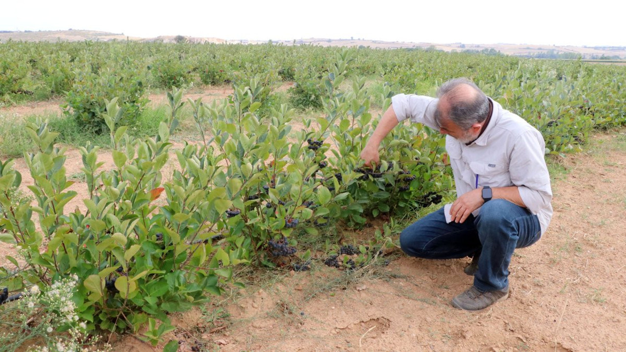 Süper meyve kolesterolü dengeliyor bağışıklığı çelik gibi yapıyor. C vitamini deposu