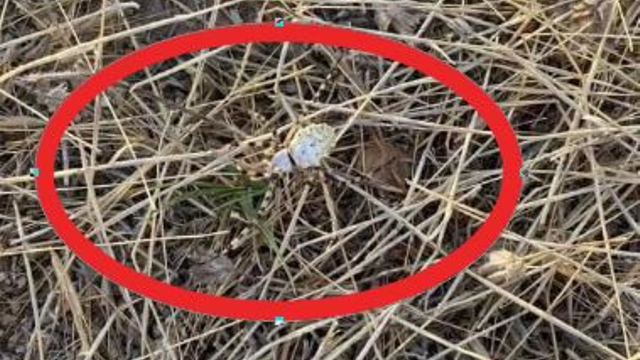 Elazığ'da Argiope lobata paniği