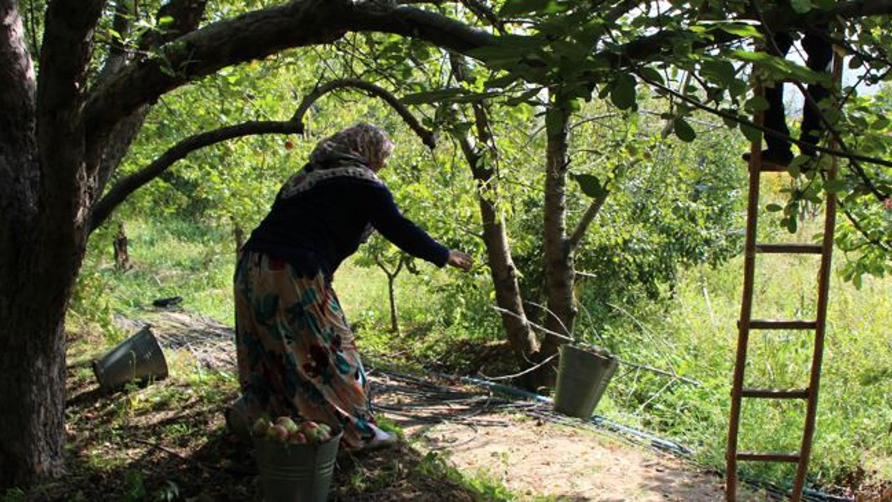 2 bin yıldır yetiştiriliyor dişçileri iflasa sürüklüyor. Kesilince çekirdeği yıldız şeklini alıyor