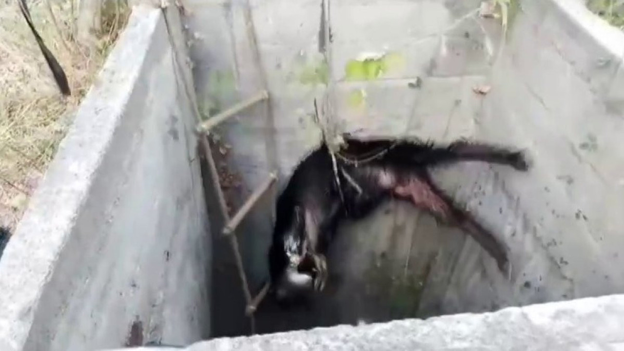 7 metre derinliğindeki kuyuya düşen keçiyi itfaiye kurtardı