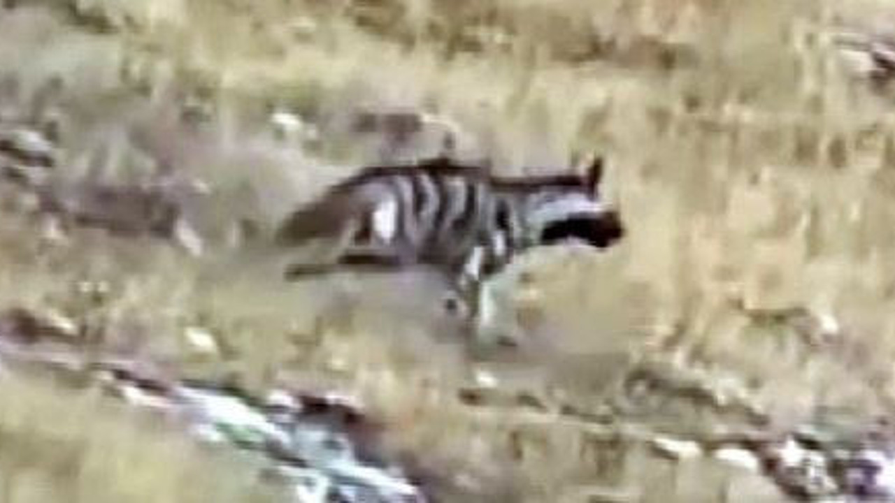 Yozgat’ta çizgili sırtlan görüntülendi